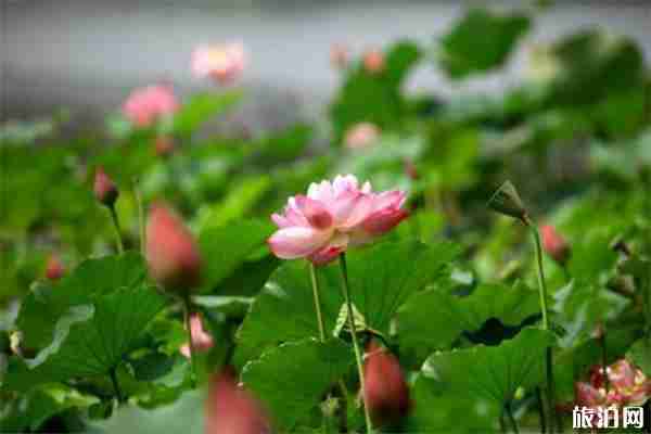 2019香河荷花節(jié)6月18日開(kāi)啟 附門(mén)票信息