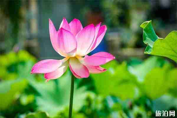 2019洛陽會盟銀灘荷花節6月22日開啟