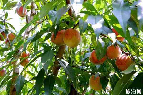 2019王漢溝黃桃采摘節6月27日開啟 附活動信息