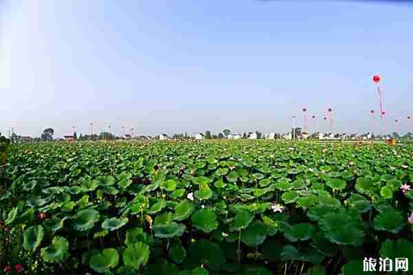 2019如皋平園池荷花節6月22日開啟
