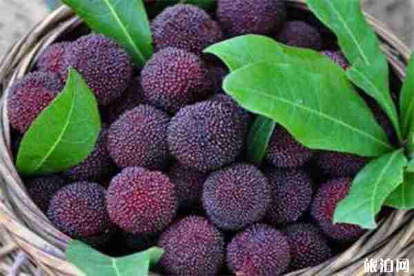 仙居楊梅采摘地推薦