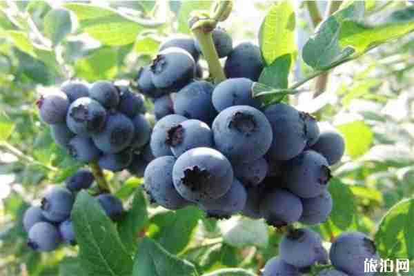 湖北省南漳縣肖堰鎮獅子口村藍莓采摘價格