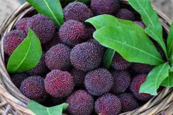 2019湖南楊梅采摘節盤點 懷化楊梅采摘地有哪些