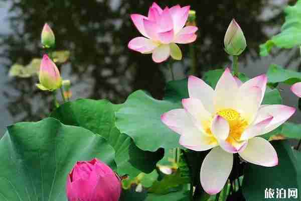 濟(jì)南看荷花的地方推薦