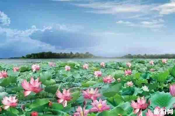 2019普者黑荷花开了吗观赏攻略