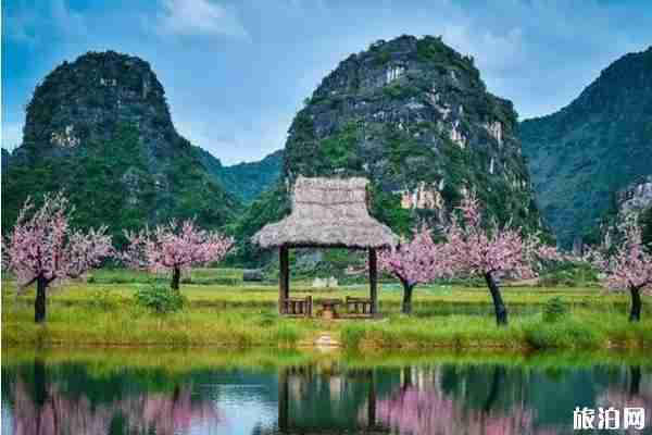 2019普者黑荷花開(kāi)了嗎+觀賞攻略