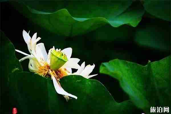 2019淮陽(yáng)龍湖賞荷旅游月 附活動(dòng)時(shí)間安排