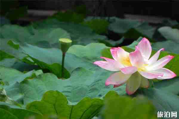 2019翠湖荷花節(jié)時(shí)間+地點(diǎn)+門票+交通+介紹