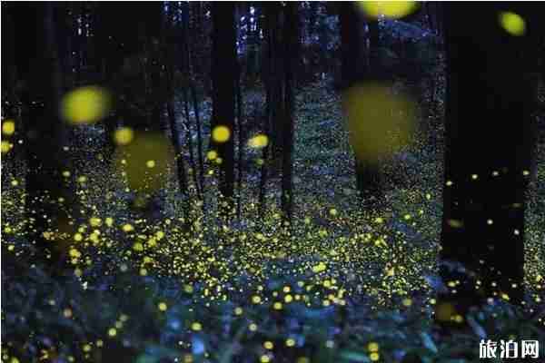 重慶看螢火蟲的月份 重慶周邊看螢火蟲的地方推薦