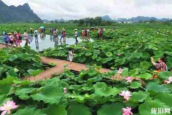 柳州百朋荷花節2019時間+地點+節目+活動介紹
