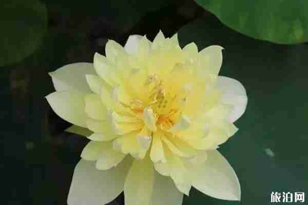 貴港覃塘區2019年荷花節時間+活動介紹+活動亮點