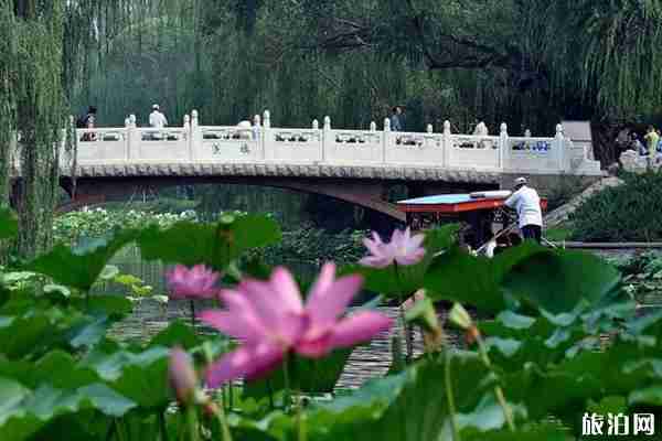 北京有荷花的公園有哪些
