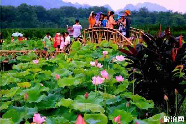 2019桂林看荷花的地方推薦