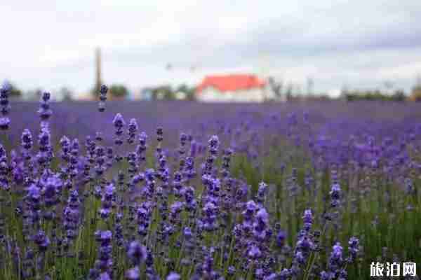 山東薰衣草花海在哪里看