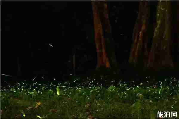 成都周邊看螢火蟲的地方推薦+攻略
