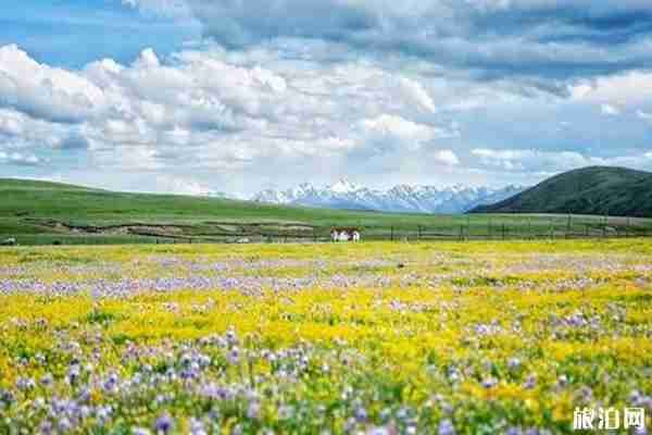 2019俄木塘花海最佳時(shí)間+怎么樣