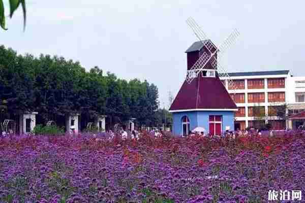 成都周邊哪里可以看薰衣草+觀賞攻略