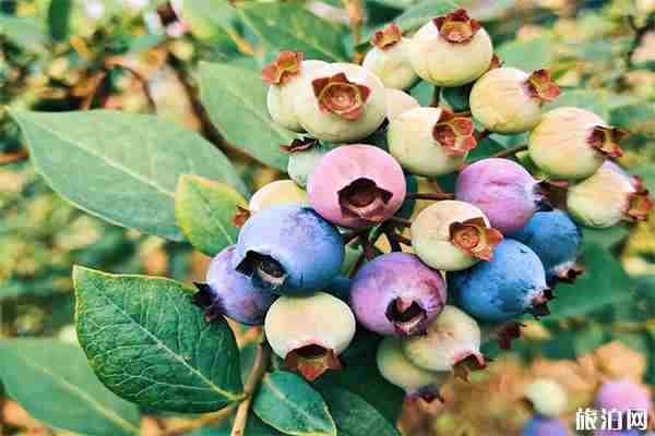 上虞藍(lán)莓采摘基地推薦 附電話號碼