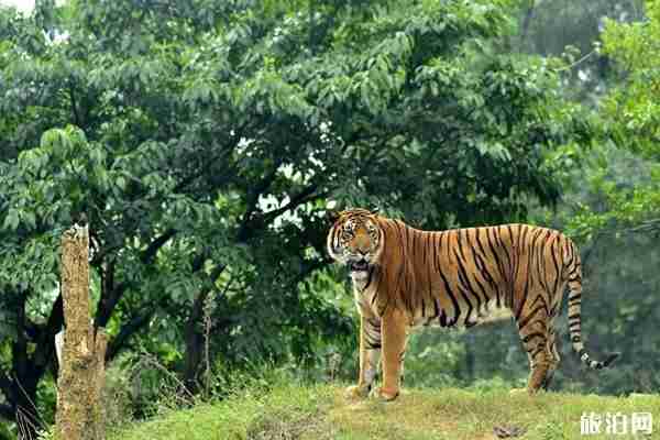 重慶動物園有熊貓嗎 2019重慶動物園門票優(yōu)惠政策