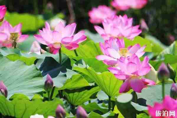徐州荷花觀賞地點推薦