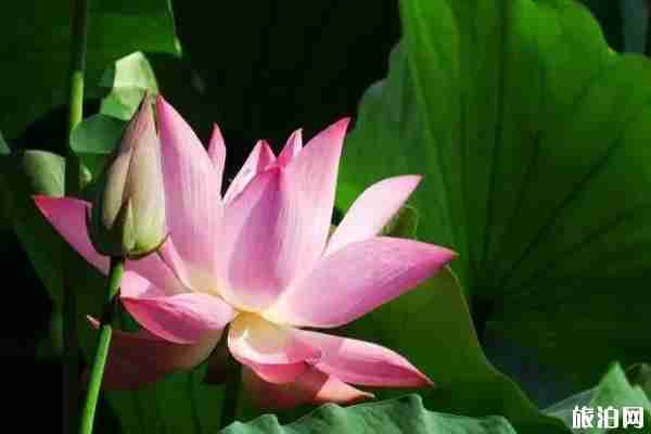 2019年夏季后官湖濕地公園全攻略