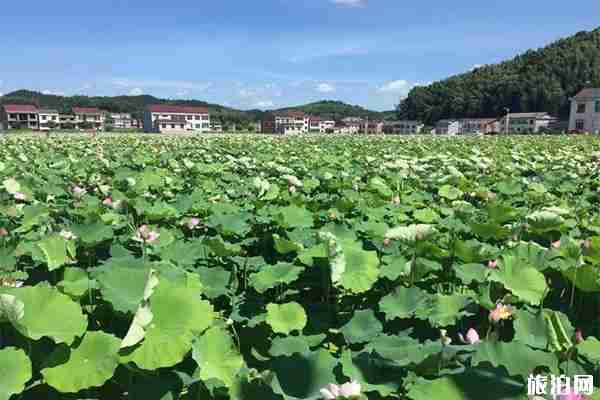 2019貴港市覃塘區荷花節6月29日開啟 附活動時間安排