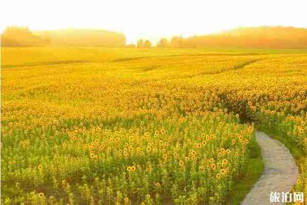 2019日本夏季賞花時間+地點+介紹