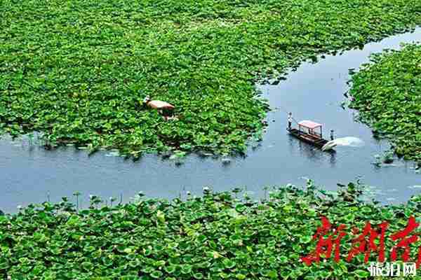 2019团湖荷花公园门票优惠信息+开园时间+地址+交通+介绍