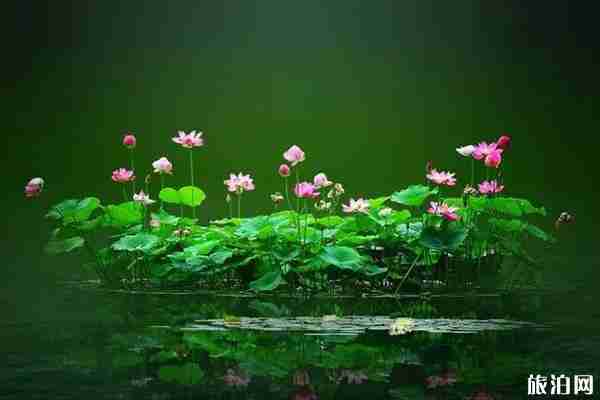 京郊荷花观赏攻略