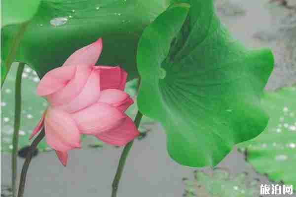 浙江哪里有荷花看+门票+地址+介绍