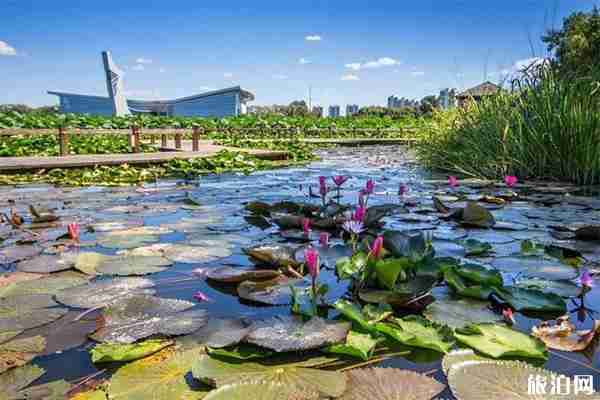 2019第七届铁岭荷花文化旅游节7月13日开启
