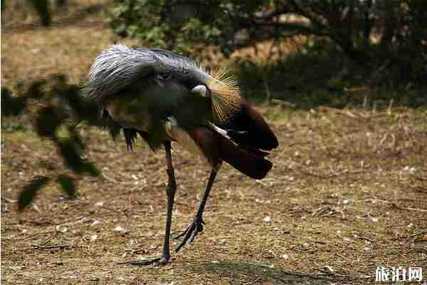 暑假野生动物园推荐整理
