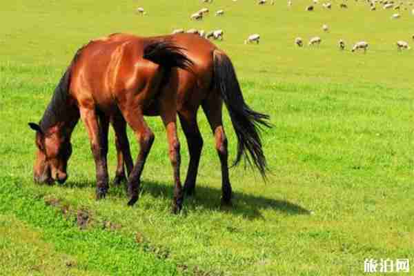 2019内蒙古马赛暨第六届内蒙古国际马术节6月29日开启