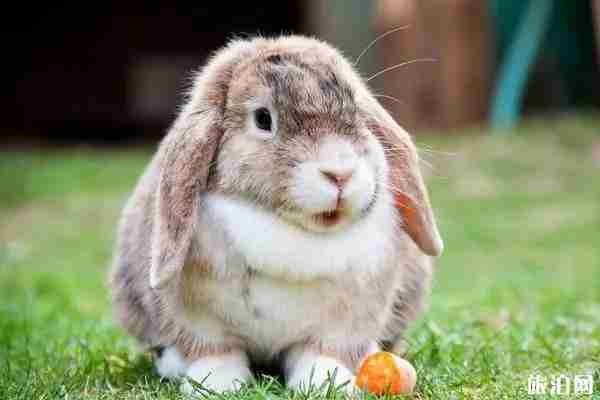 2019成都七彩海巢欢乐世界门票+开园时间+游玩项目