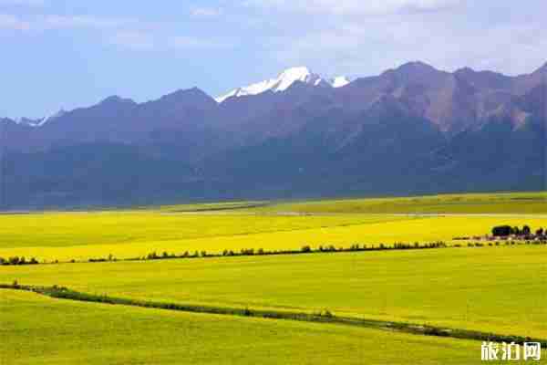 门源油菜花节时间 门源油菜花赏玩攻略
