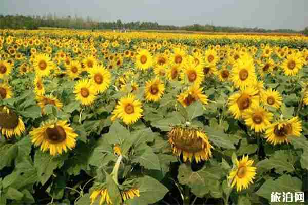 宿迁三台山景区游玩攻略 交通+优惠政策