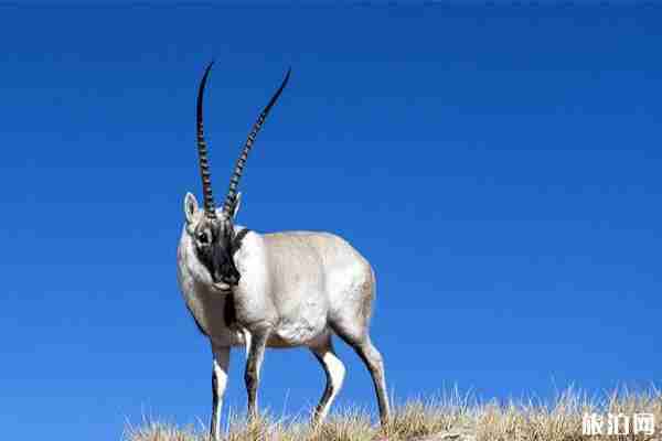 西藏山南羊湖景区门票信息+游玩攻略+基本信息