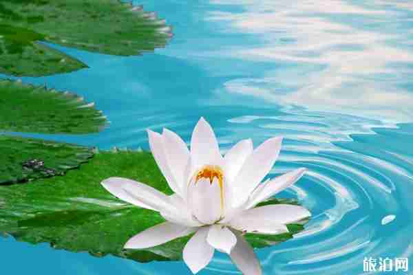 2019广州莲花山汉服免门票活动时间+地点+门票优惠