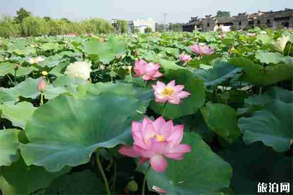 2019湖南东江湖流华湾荷花节赏玩指南