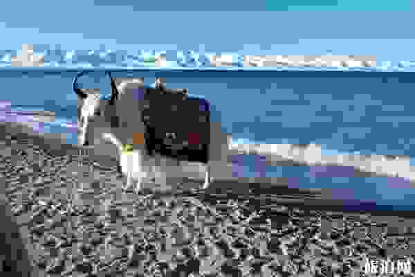 西藏自驾游旅游攻略+住宿+准备+费用