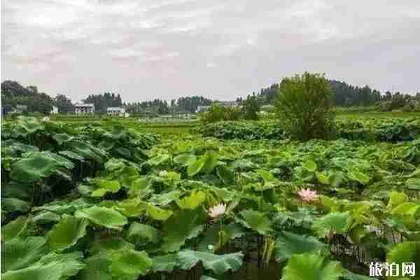 贵州哪里可以看荷花+观赏攻略