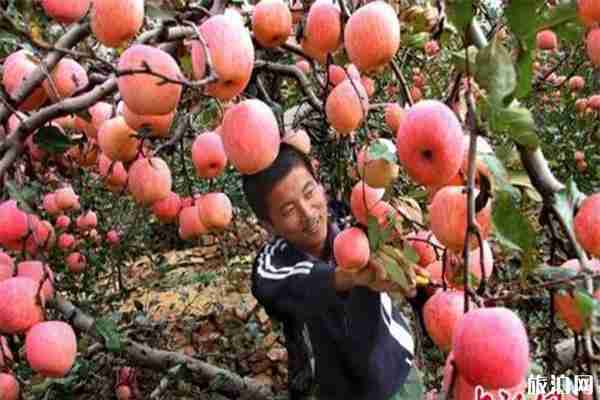 山东狮克苹果采摘文化节7月13日开启