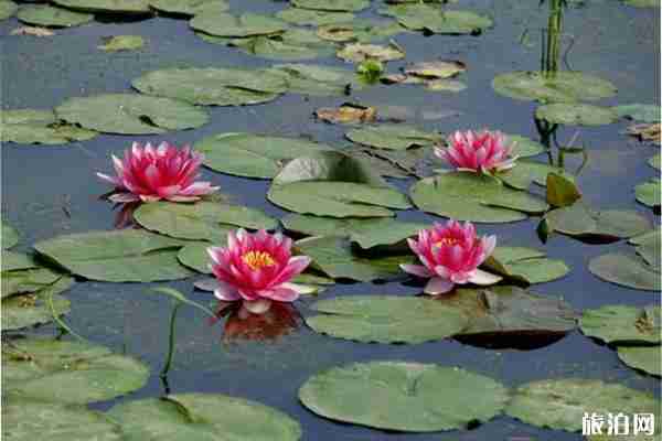 昆明大观公园荷花展6月20日开启