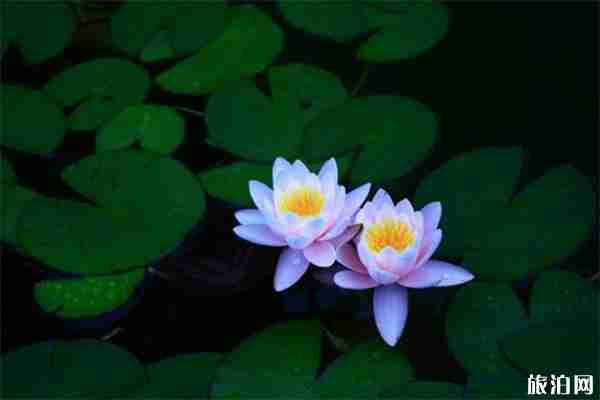 2019瘦西湖荷花展观赏指南