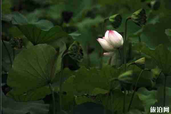 2019上海古猗园荷花展赏荷指南