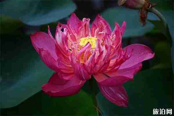 2019杭州郭庄西湖荷花展赏荷指南