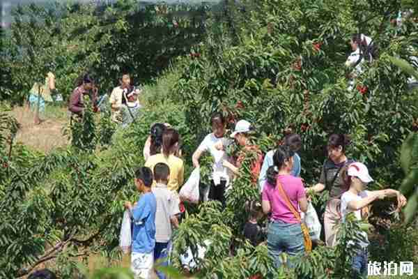 威海樱桃采摘园推荐+储存+选购 威海樱桃品种