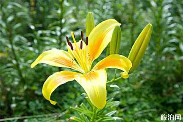 沈水湾公园怎么走 附百合花展信息2019