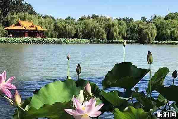 2019顺义公园荷花展观赏指南