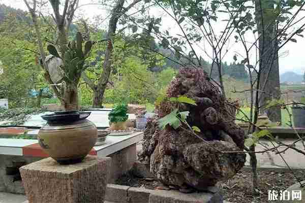 四川昭化亭子湖脆李采摘7月6日开启